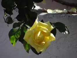 Rose Looking At You Next Day